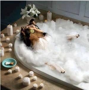 Just relax. Don't stress, you got this. Dog in bath relaxing.